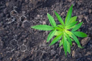 Cannabis leaves with CBD and THC molecular formulas