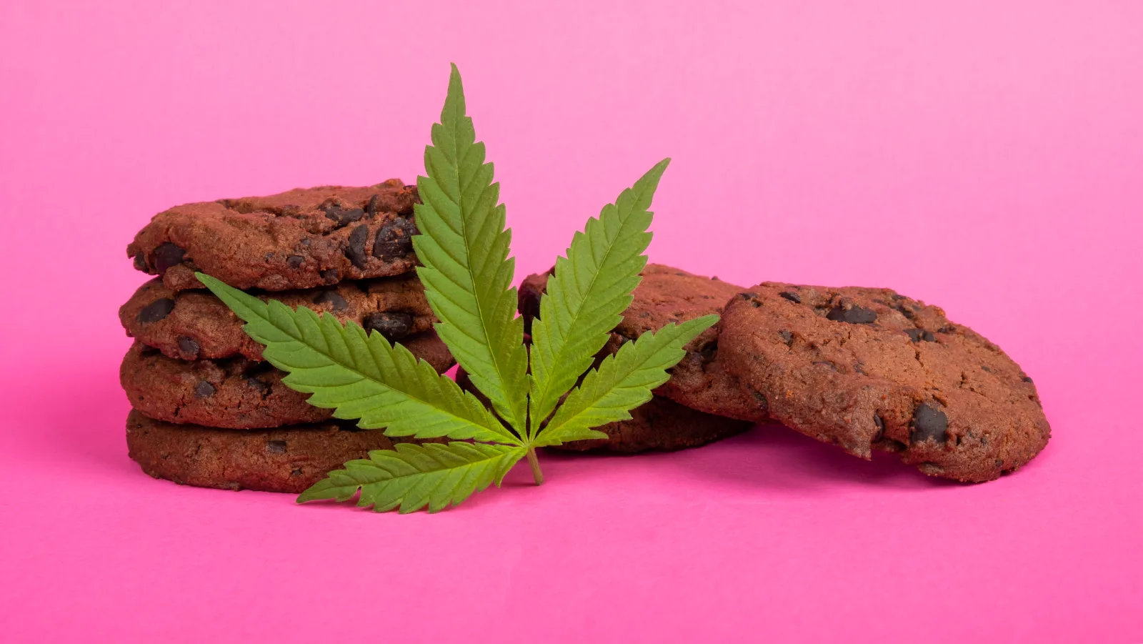 Chocolate cannabis cookies arranged on a cooling rack