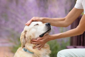 Woman gently holding a golden retriever in a garden