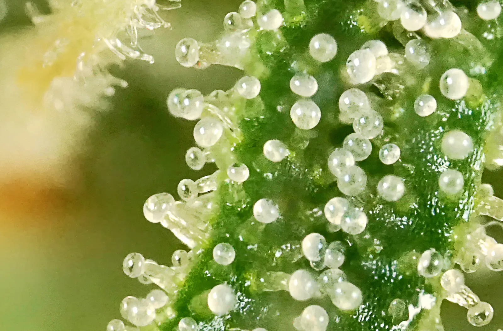 Close-up of a flowering cannabis plant with visible trichomes