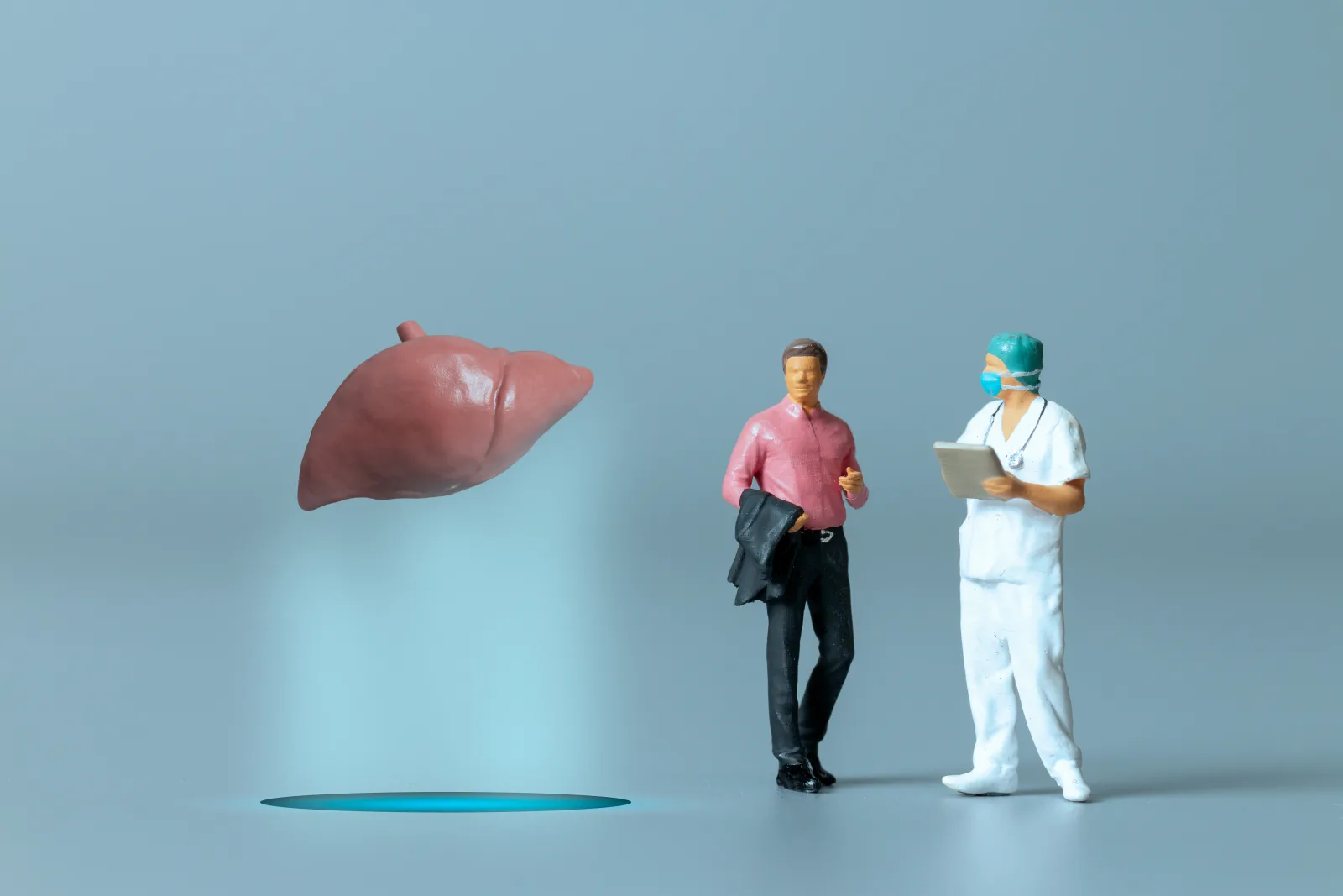 Doctor examining an anatomical model of the human liver