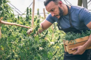 Farm workers harvesting cannabis plants in a field